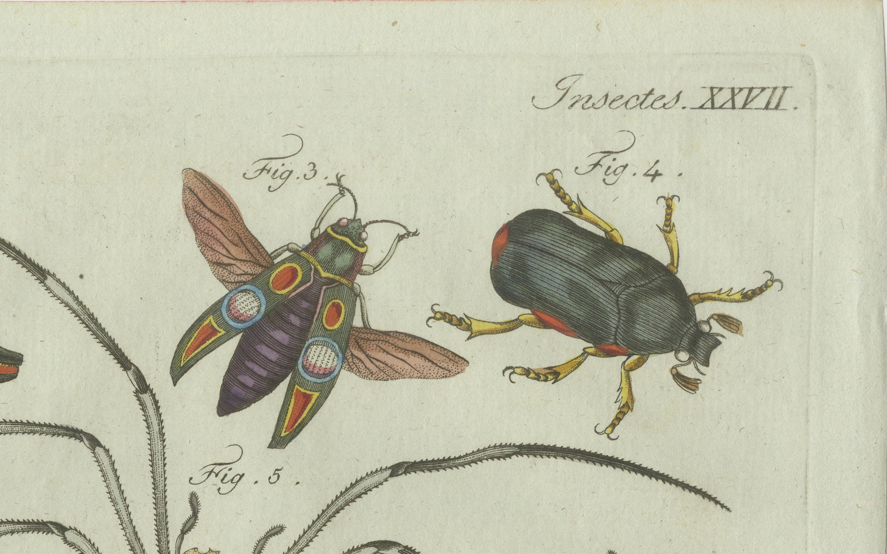 Original Antique Print of Exotic Insects, Spider and Butterfly by Bertuch, 1800
