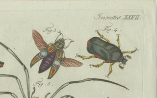 Original Antique Print of Exotic Insects, Spider and Butterfly by Bertuch, 1800, view 7