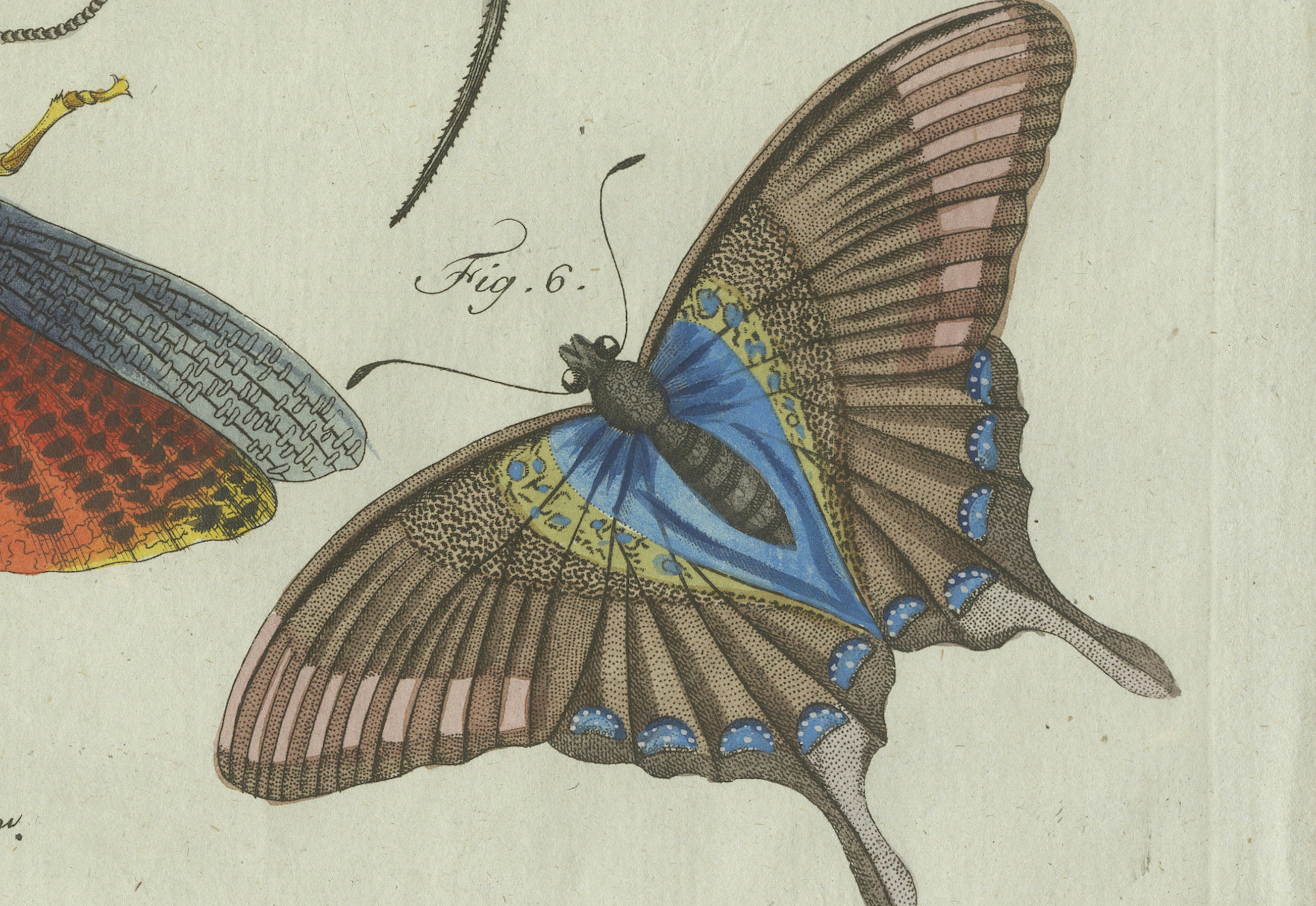 Original Antique Print of Exotic Insects, Spider and Butterfly by Bertuch, 1800