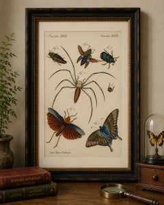Original Antique Print of Exotic Insects, Spider and Butterfly by Bertuch, 1800