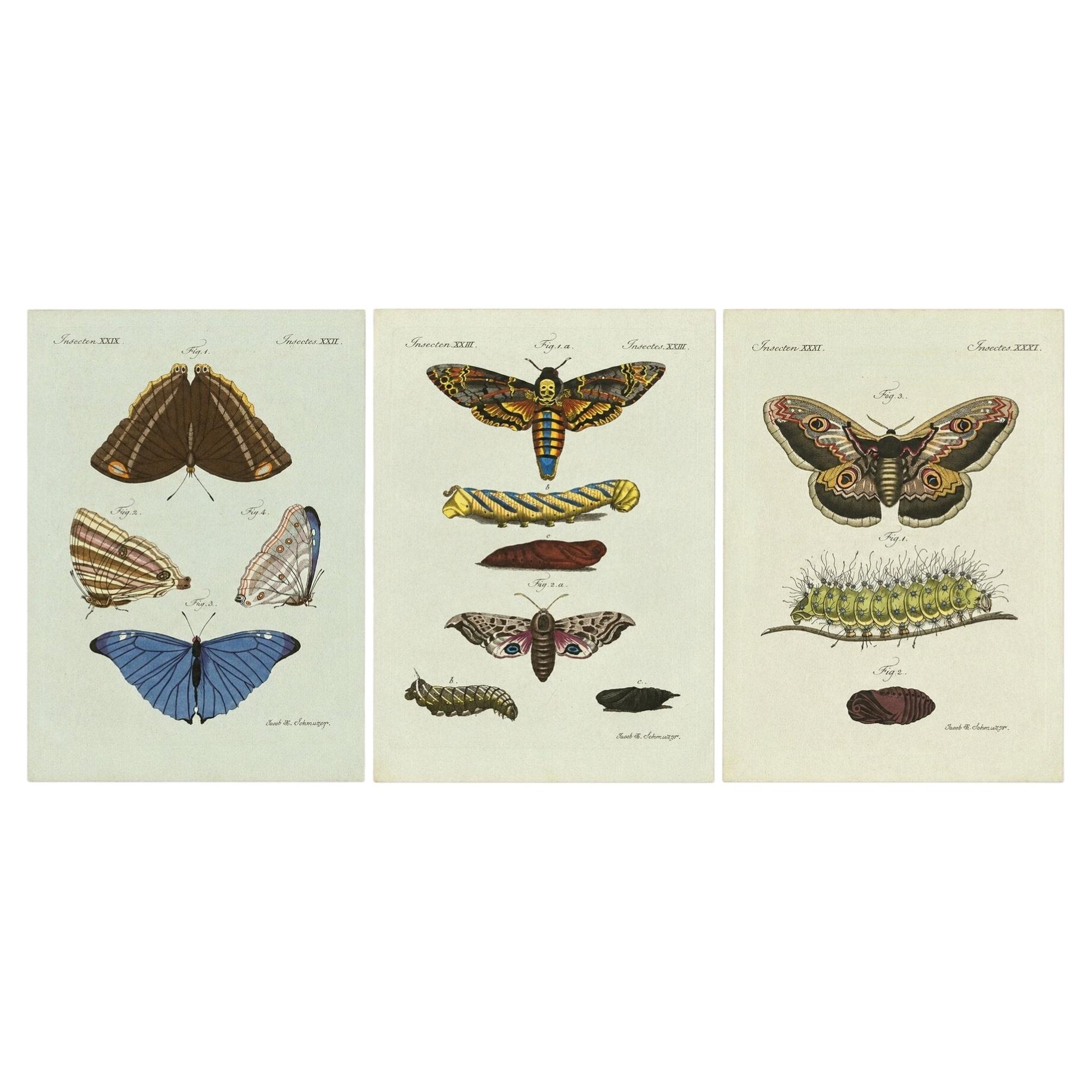 Set of Three Antique Butterfly and Moth Prints by Bertuch, c. 1800