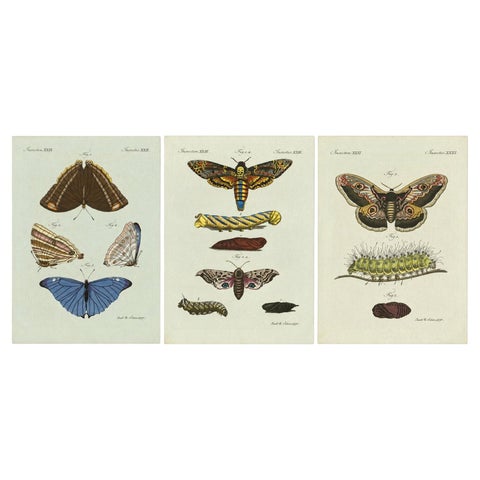 Set of Three Antique Butterfly and Moth Prints by Bertuch, c. 1800