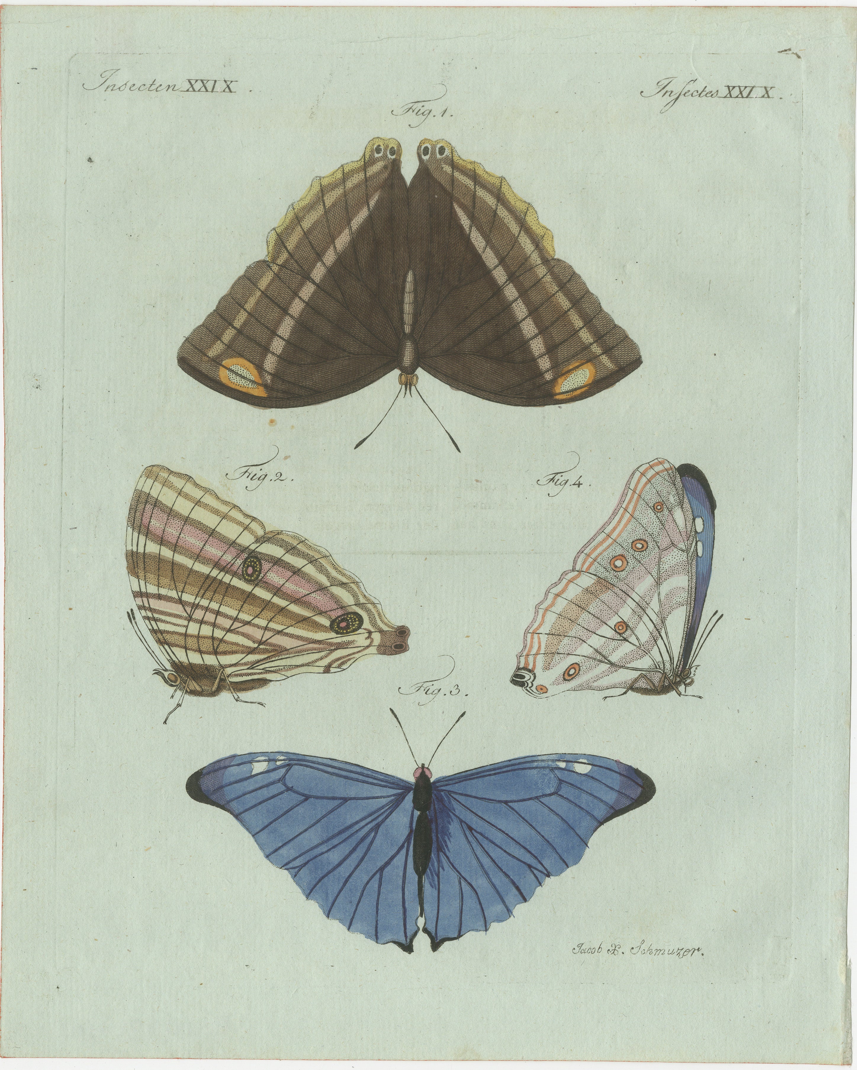 Set of Three Antique Butterfly and Moth Prints by Bertuch, c. 1800
