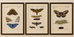 Set of Three Antique Butterfly and Moth Prints by Bertuch, c. 1800
