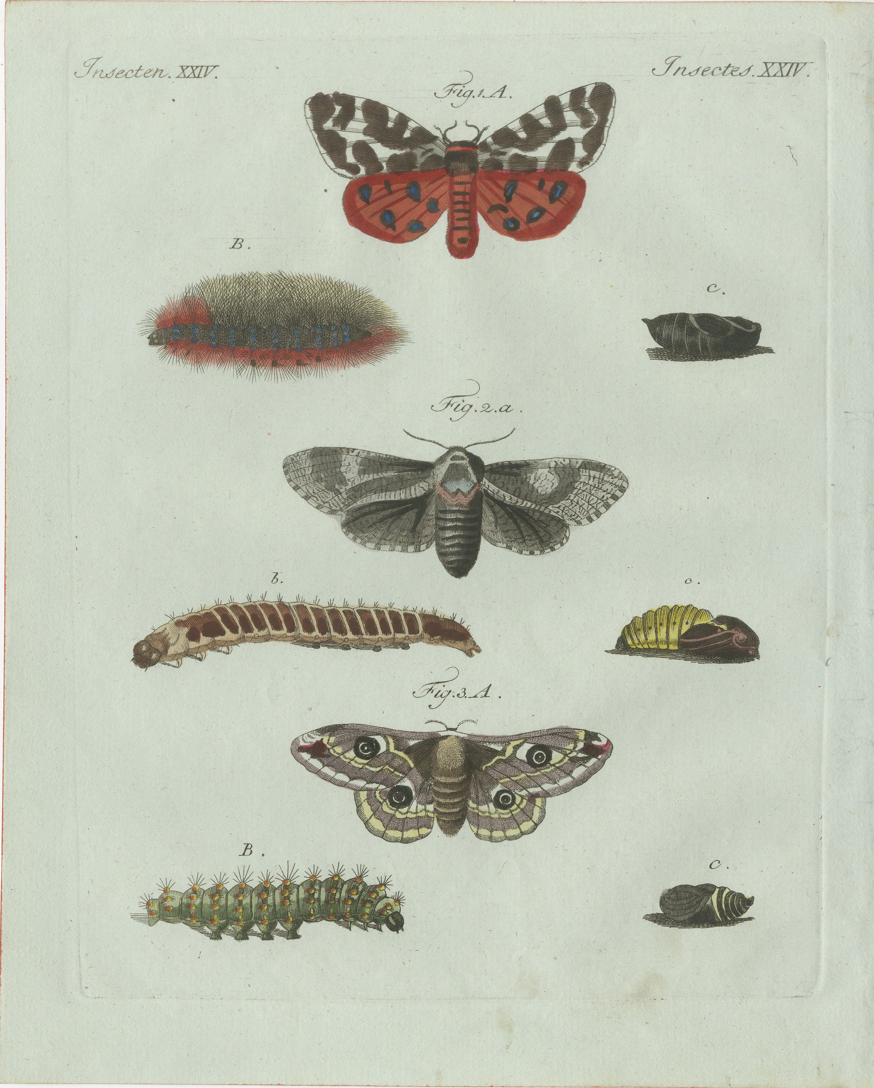 Original Antique Print of Three Moths and Metamorphosis by Bertuch, c. 1800