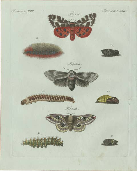 Original Antique Print of Three Moths and Metamorphosis by Bertuch, c. 1800