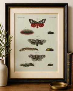 Original Antique Print of Three Moths and Metamorphosis by Bertuch, c. 1800