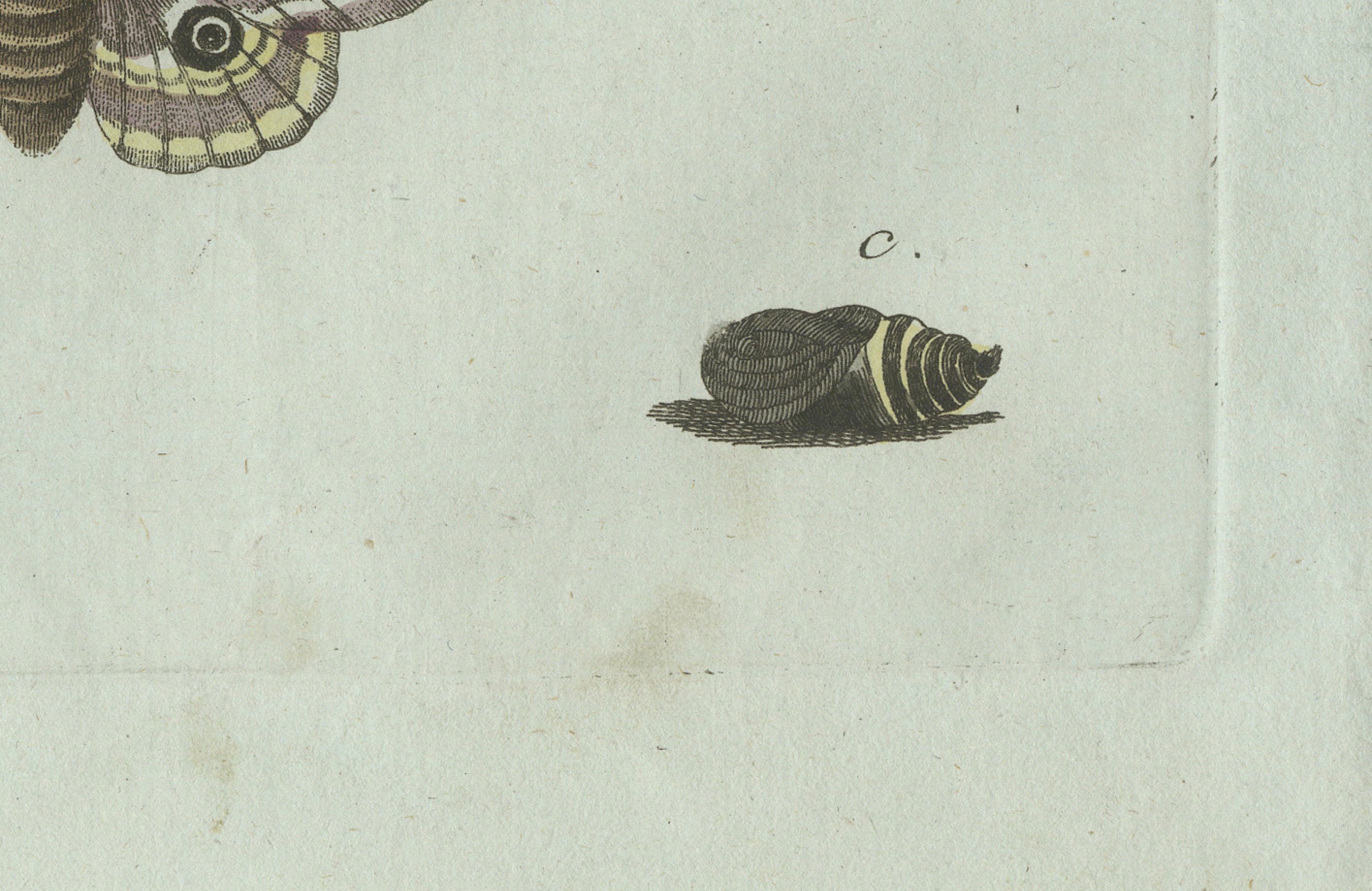 Original Antique Print of Three Moths and Metamorphosis by Bertuch, c. 1800