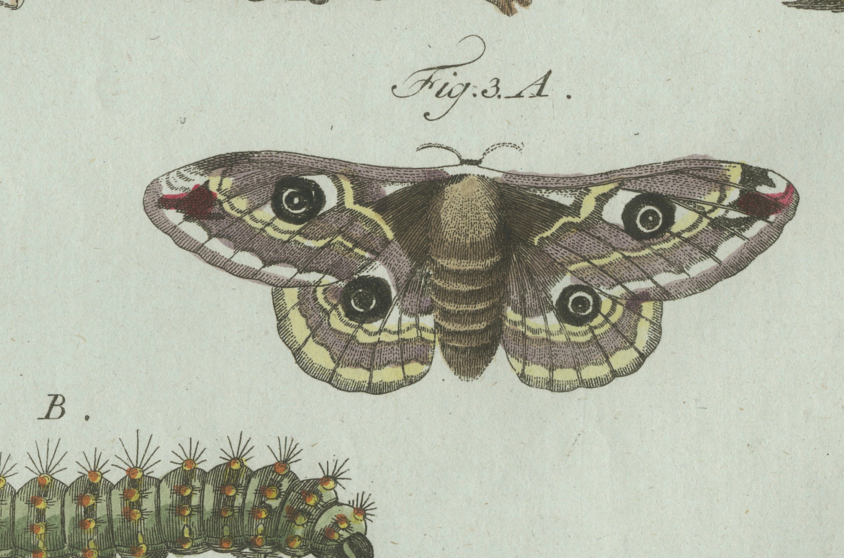 Original Antique Print of Three Moths and Metamorphosis by Bertuch, c. 1800