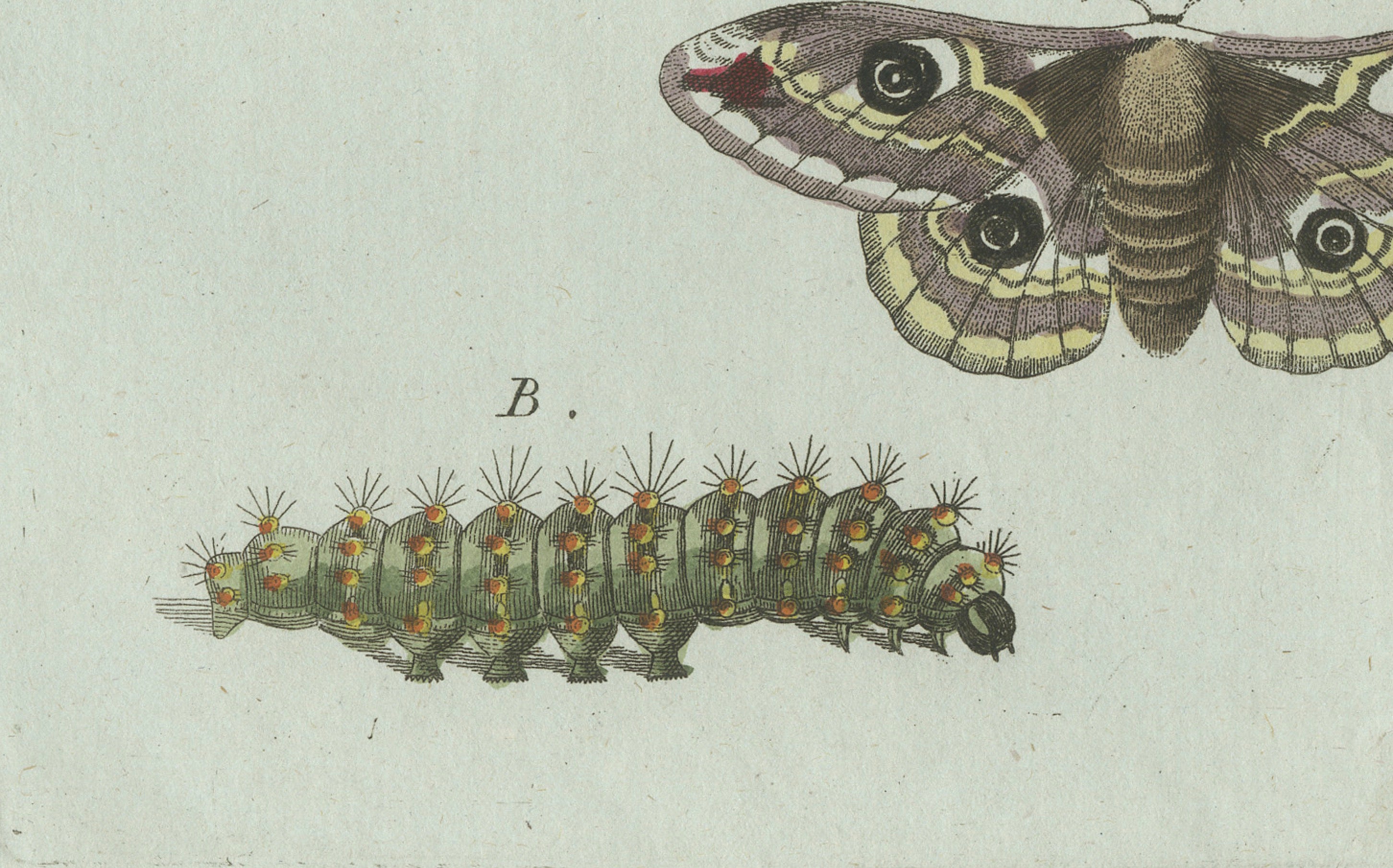 Original Antique Print of Three Moths and Metamorphosis by Bertuch, c. 1800