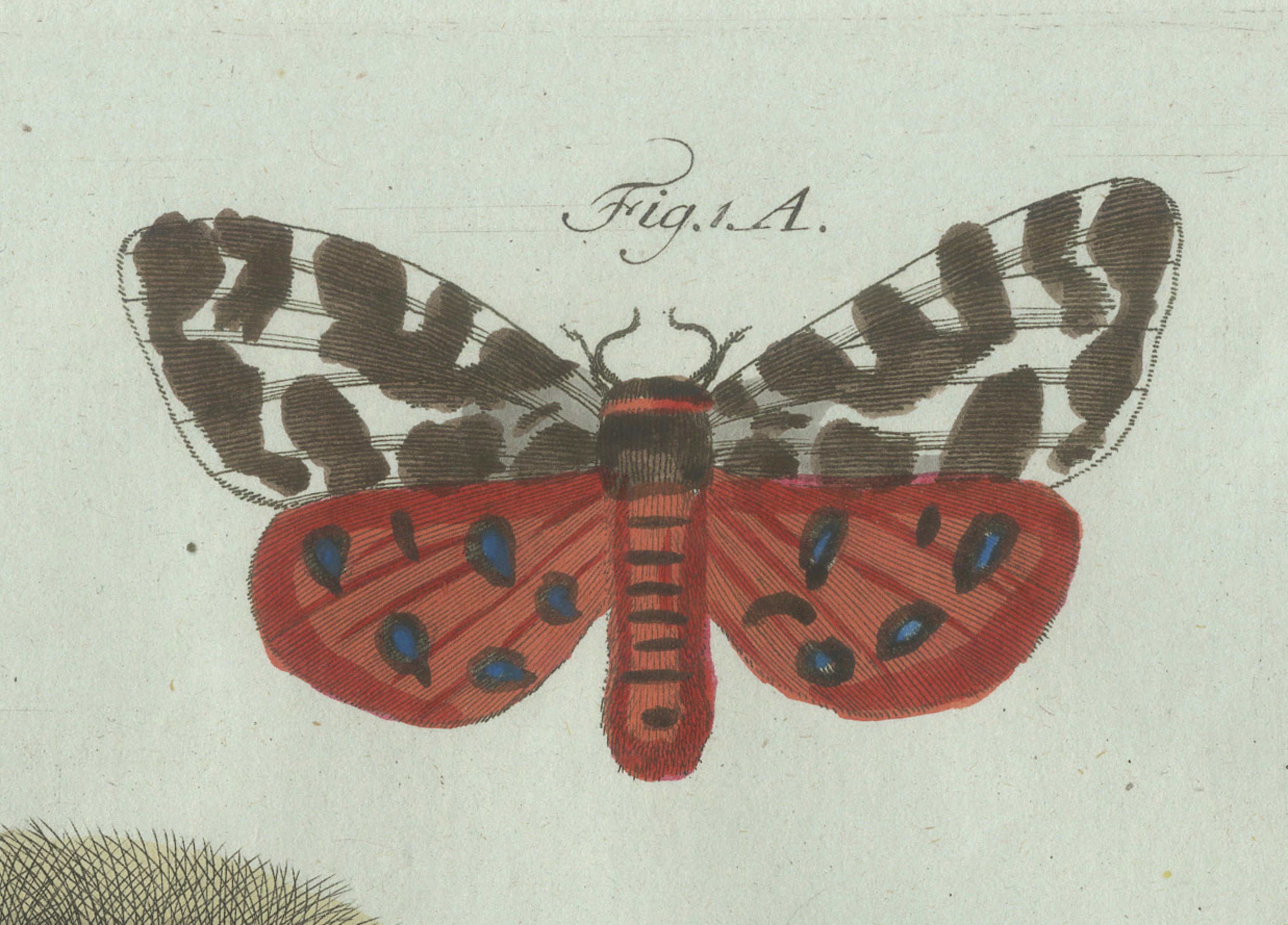 Original Antique Print of Three Moths and Metamorphosis by Bertuch, c. 1800