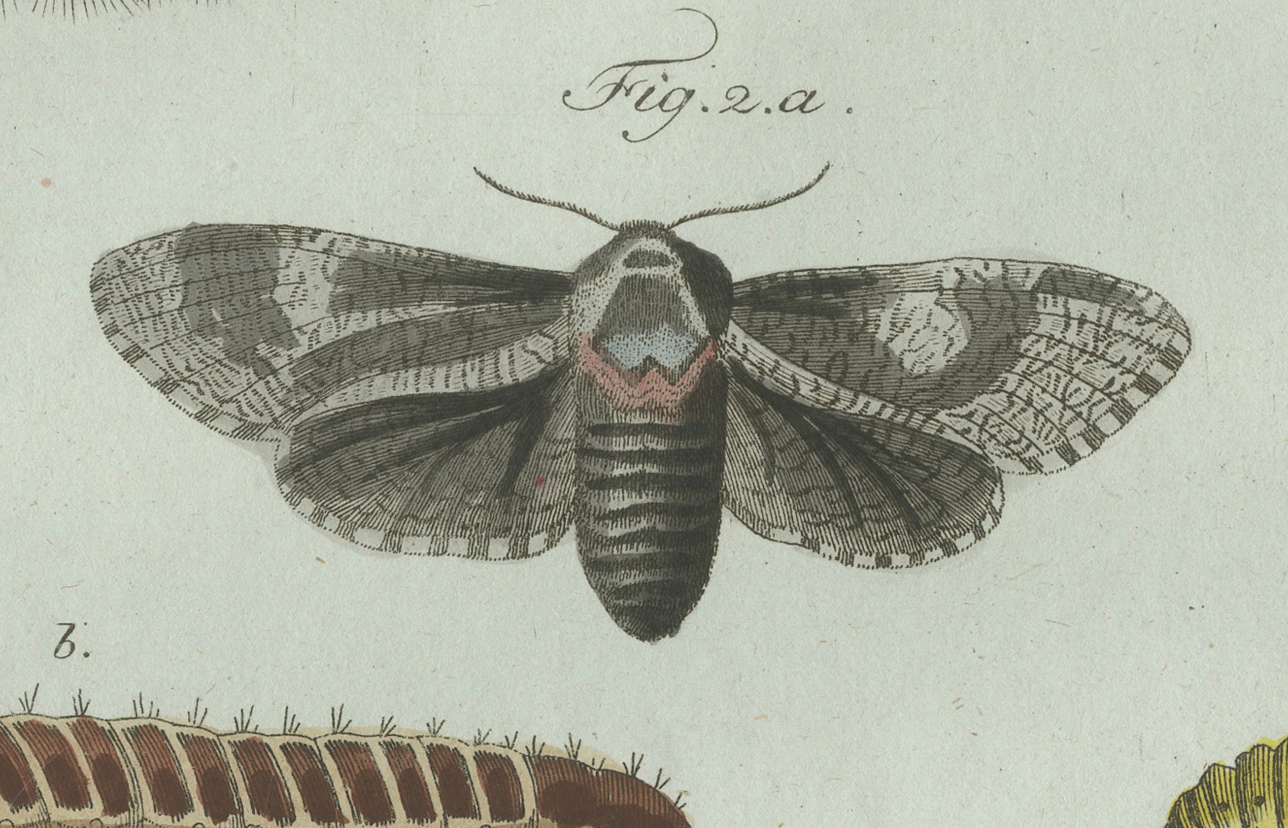 Original Antique Print of Three Moths and Metamorphosis by Bertuch, c. 1800