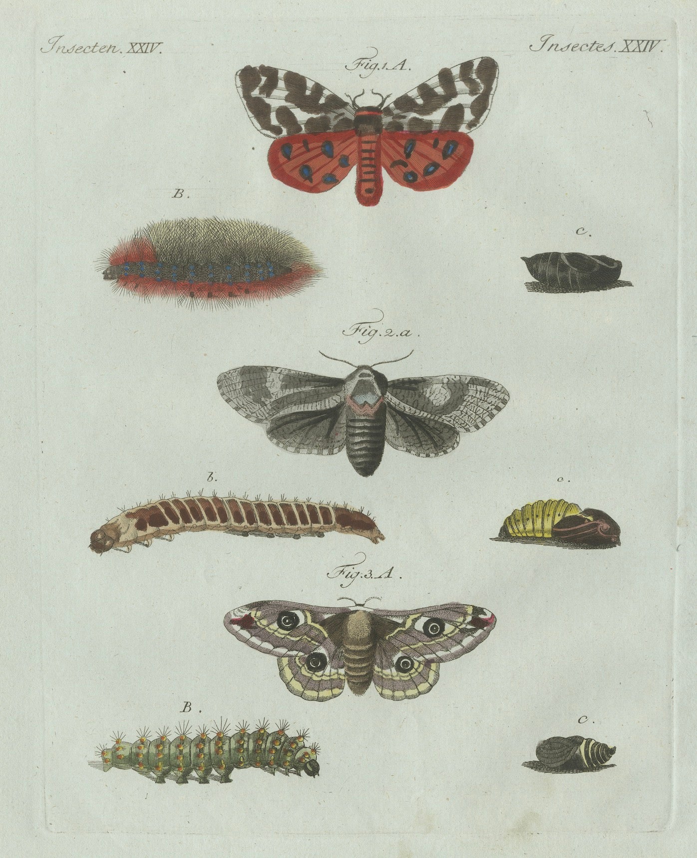 Original Antique Print of Three Moths and Metamorphosis by Bertuch, c. 1800