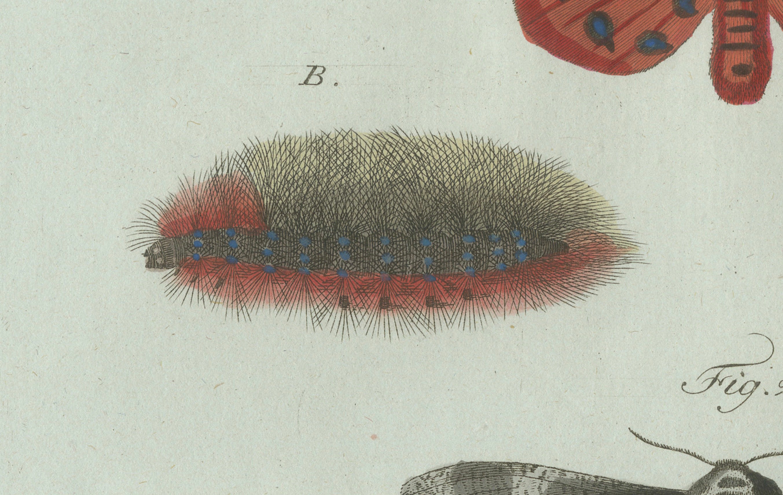 Original Antique Print of Three Moths and Metamorphosis by Bertuch, c. 1800