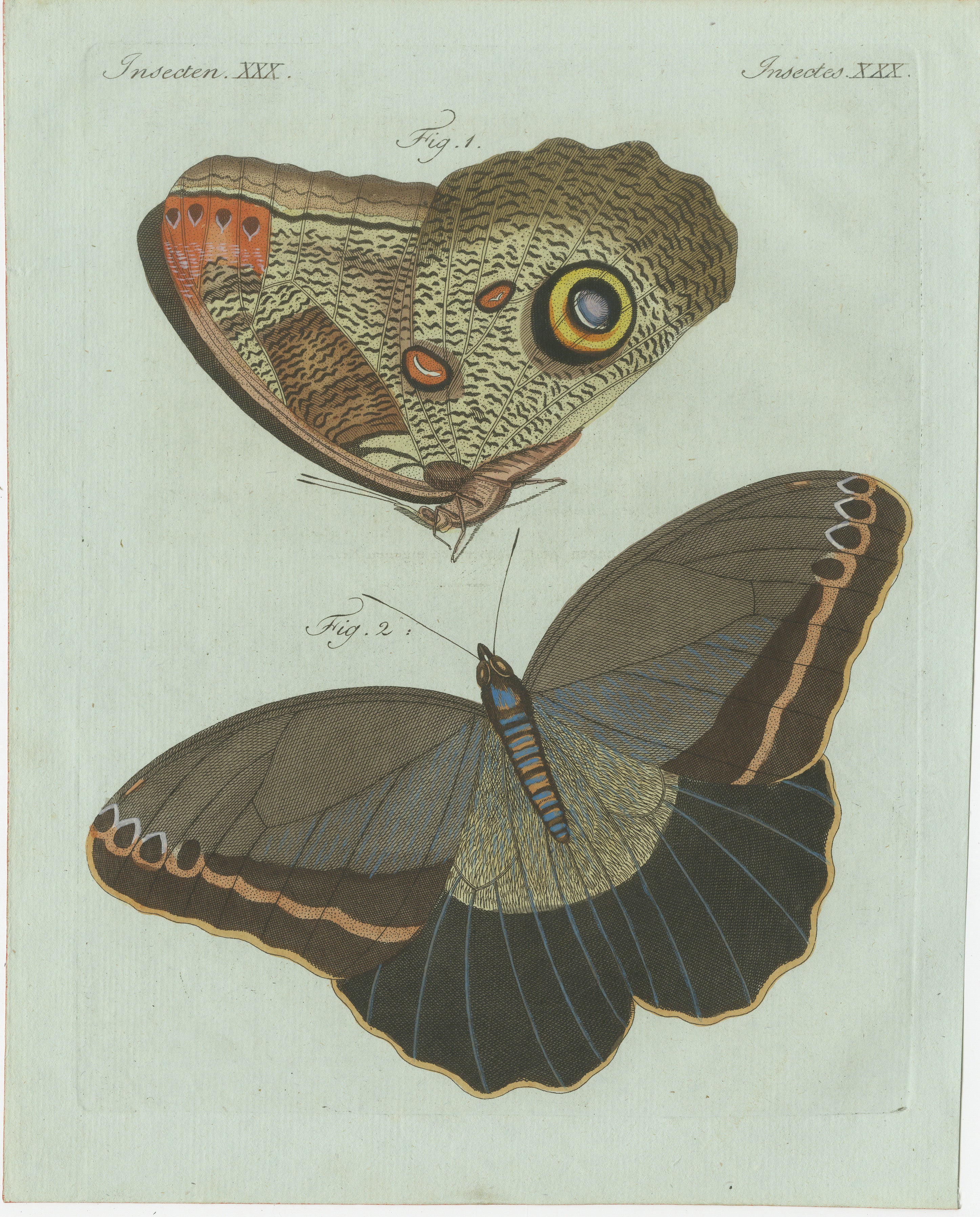 Stampa d'epoca originale raffigurante due farfalle esotiche di Bertuch, 1800 circa