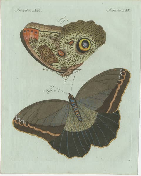Original Antique Print of Two Exotic Butterflies by Bertuch, c. 1800
