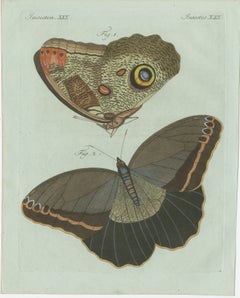 Original Antique Print of Two Exotic Butterflies by Bertuch, c. 1800