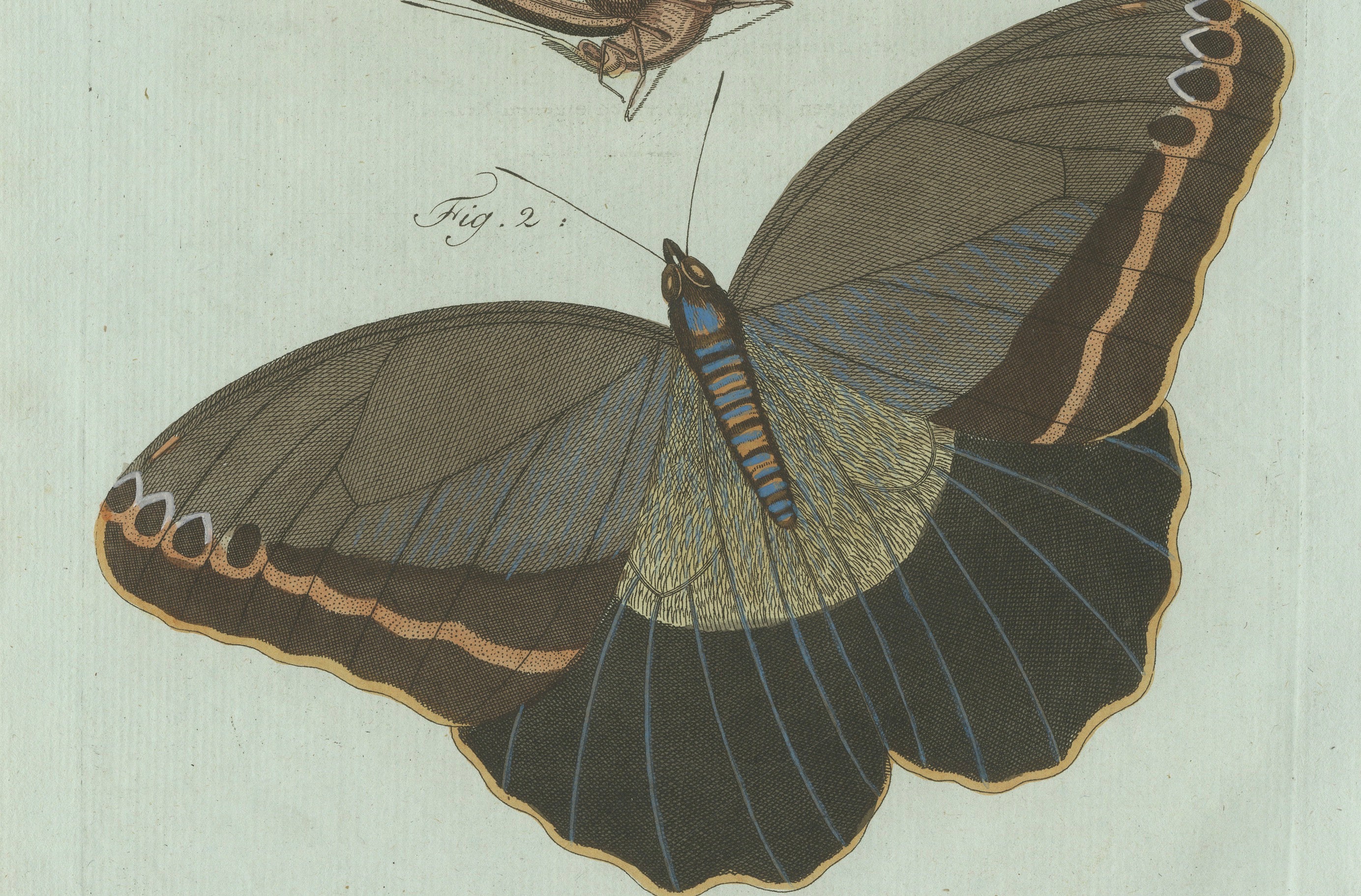 Original Antique Print of Two Exotic Butterflies by Bertuch, c. 1800