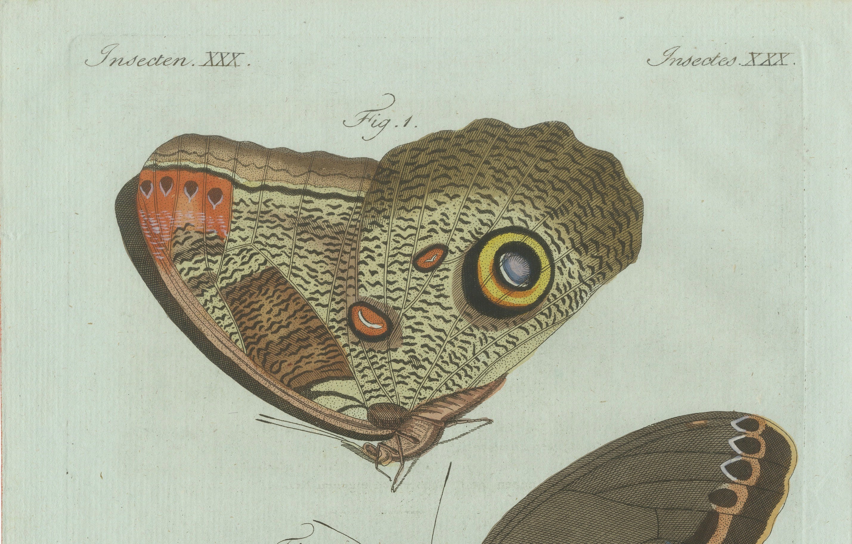Original Antique Print of Two Exotic Butterflies by Bertuch, c. 1800
