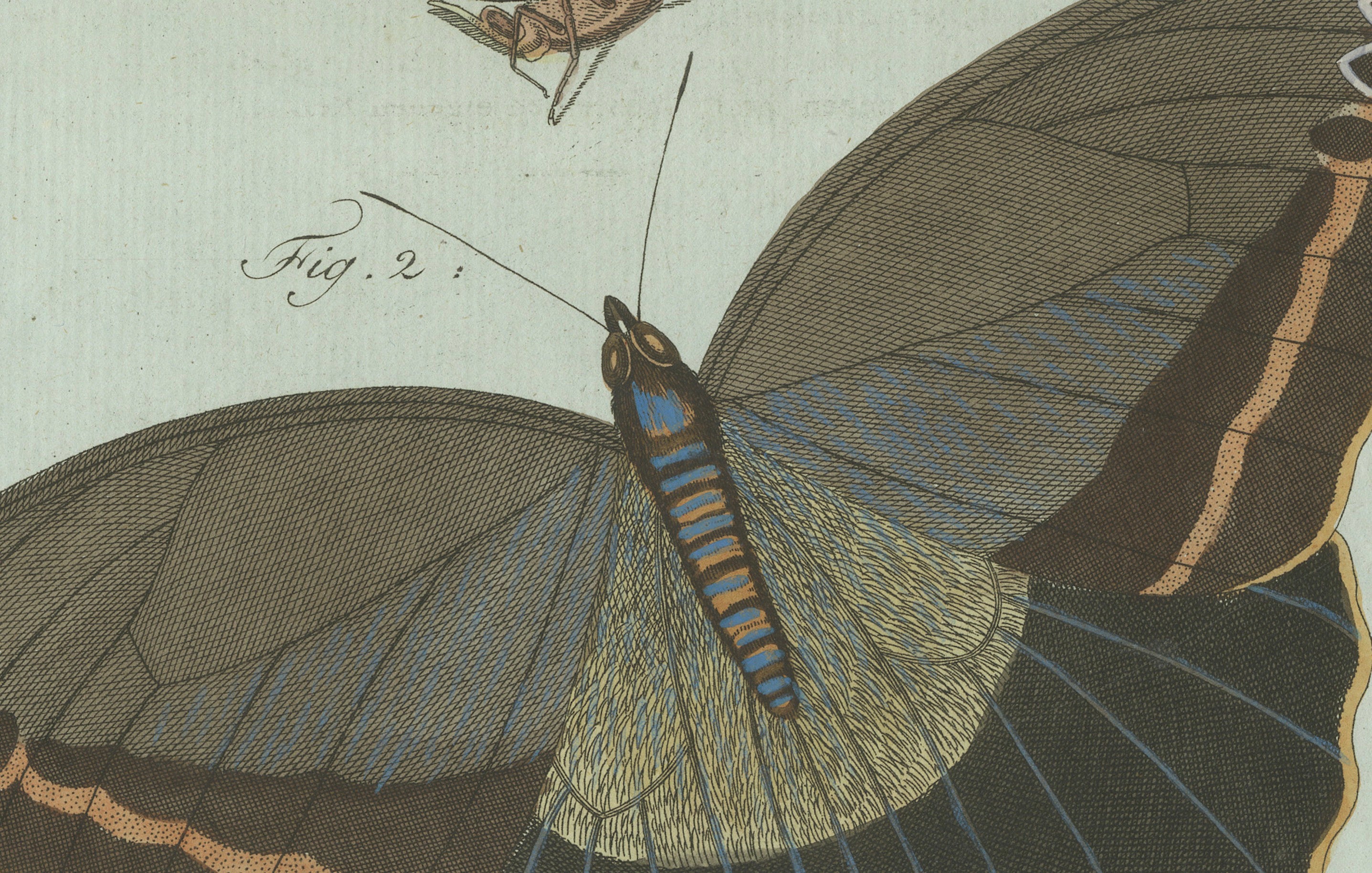 Original Antique Print of Two Exotic Butterflies by Bertuch, c. 1800