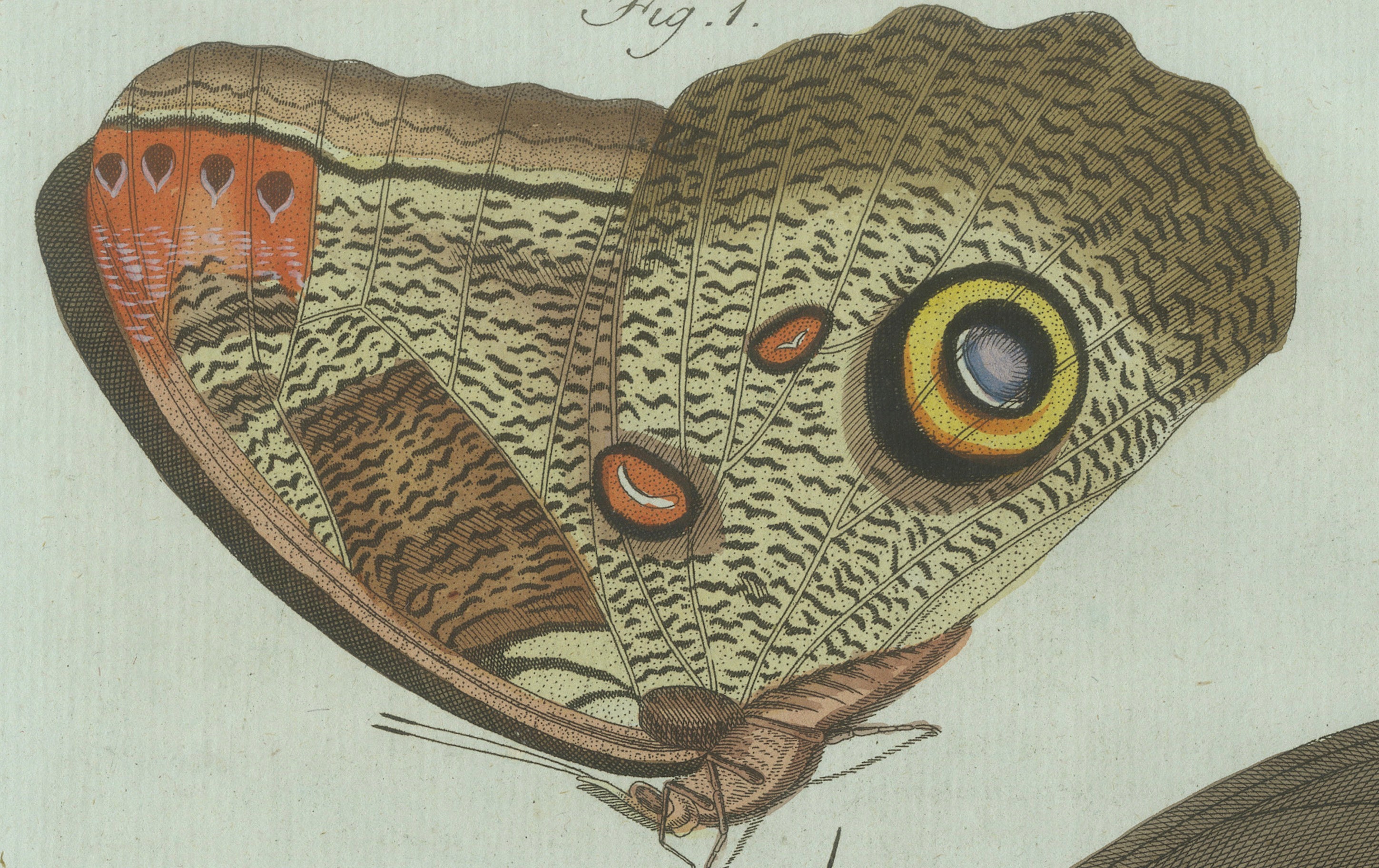 Original Antique Print of Two Exotic Butterflies by Bertuch, c. 1800