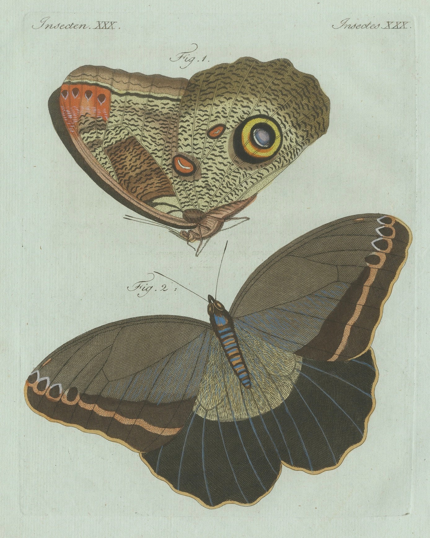 Original Antique Print of Two Exotic Butterflies by Bertuch, c. 1800