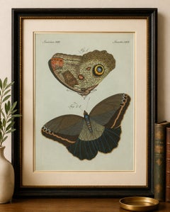 Original Antique Print of Two Exotic Butterflies by Bertuch, c. 1800