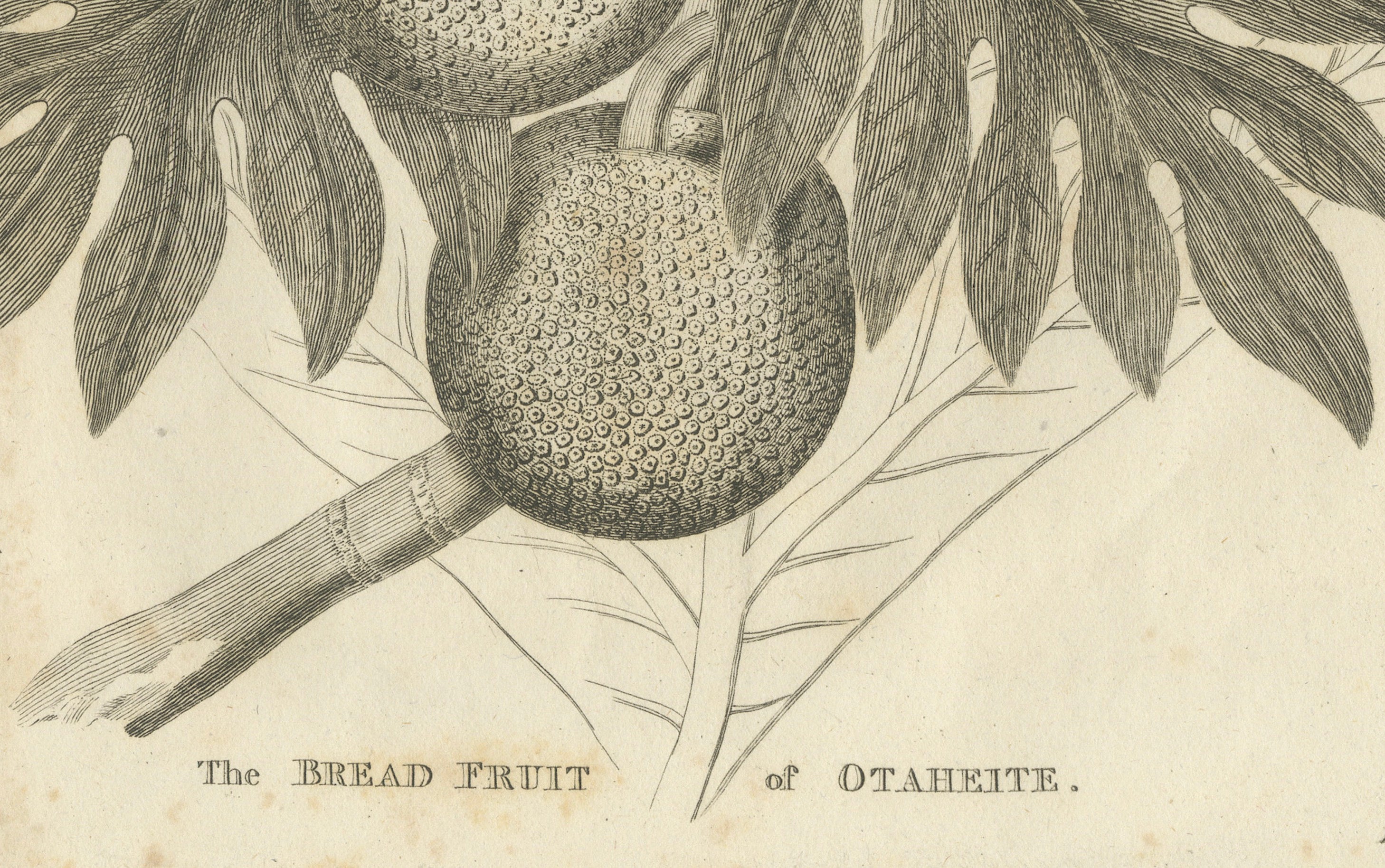 Antique Botanical Print of Breadfruit of Otaheite by Bryan Edwards, 1818