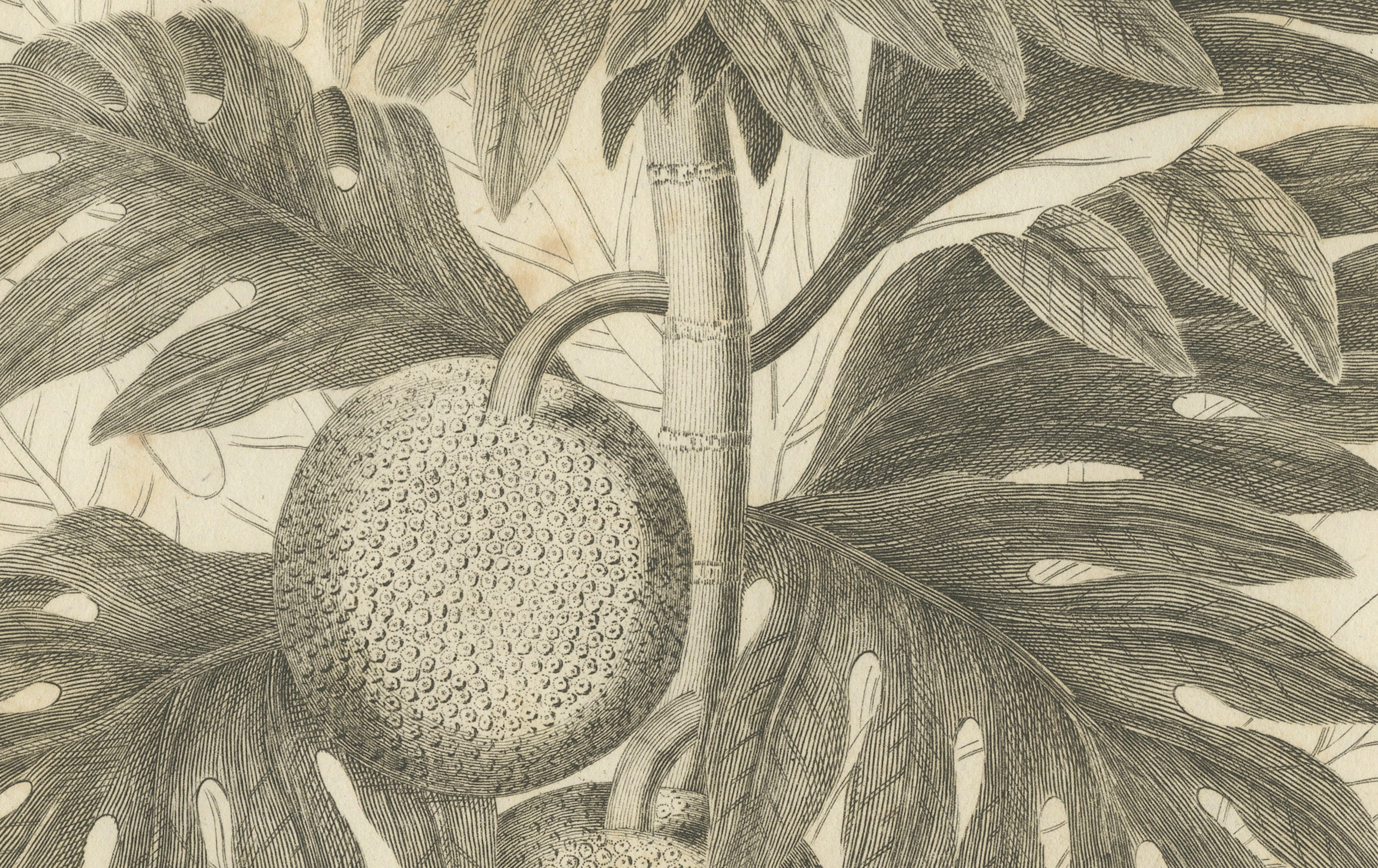 Antique Botanical Print of Breadfruit of Otaheite by Bryan Edwards, 1818
