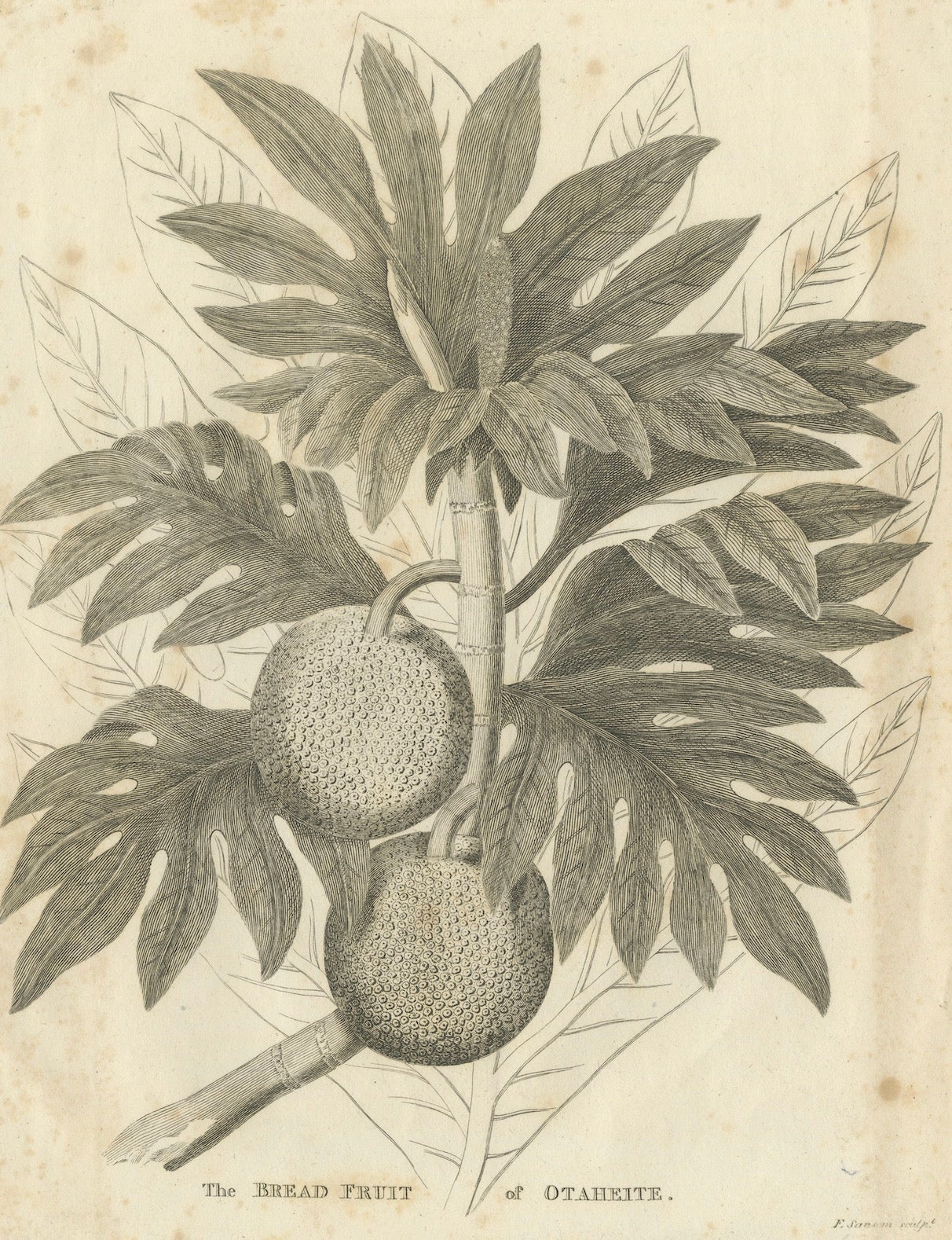 Antique Botanical Print of Breadfruit of Otaheite by Bryan Edwards, 1818