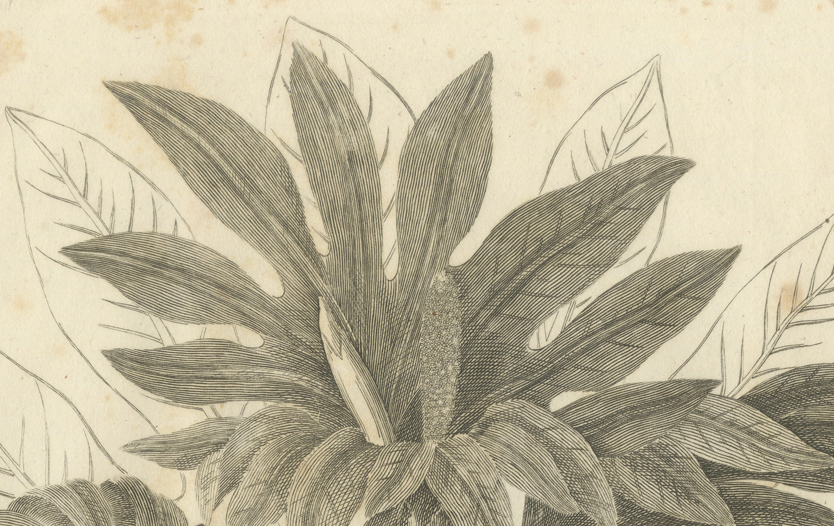 Antique Botanical Print of Breadfruit of Otaheite by Bryan Edwards, 1818