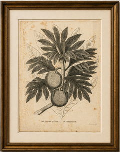 Antique Botanical Print of Breadfruit of Otaheite by Bryan Edwards, 1818