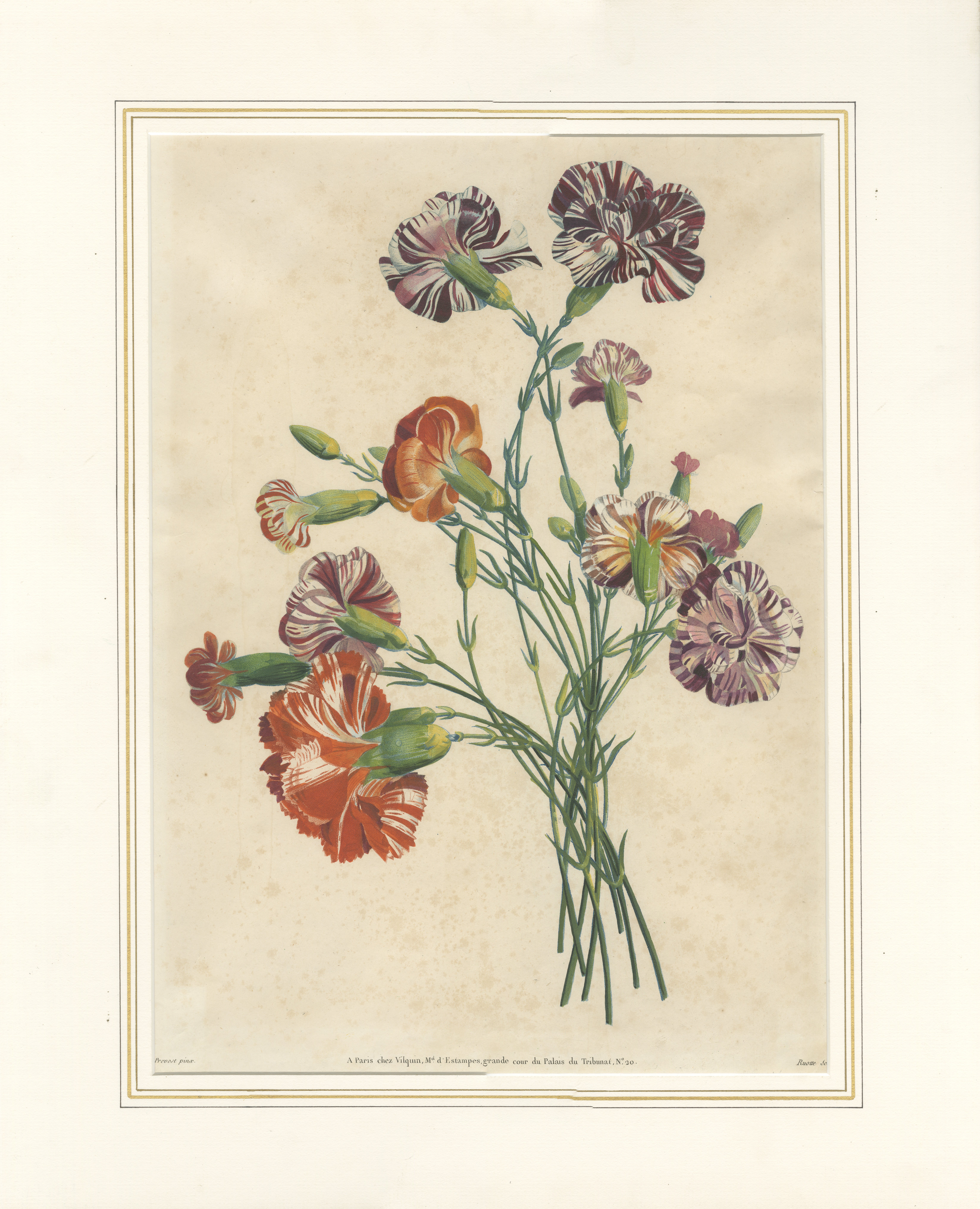 Lámina botánica antigua de claveles, de Jean-Louis Prévost, 1805 en venta