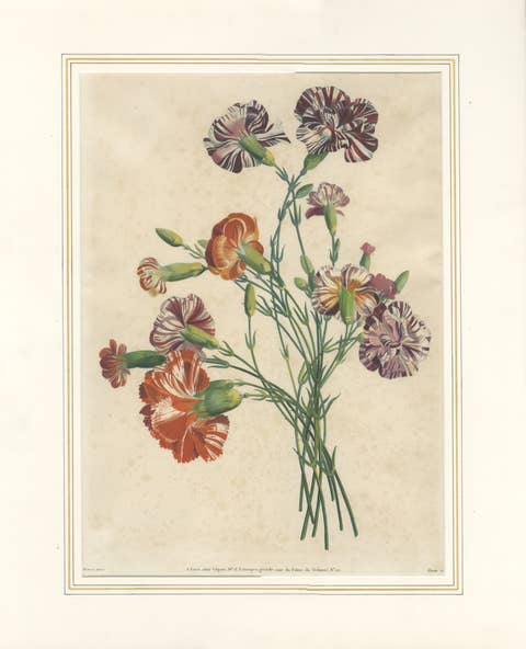 Antique Botanical Print of Carnations by Jean-Louis Prévost, 1805
