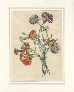 Lámina botánica antigua de claveles, de Jean-Louis Prévost, 1805