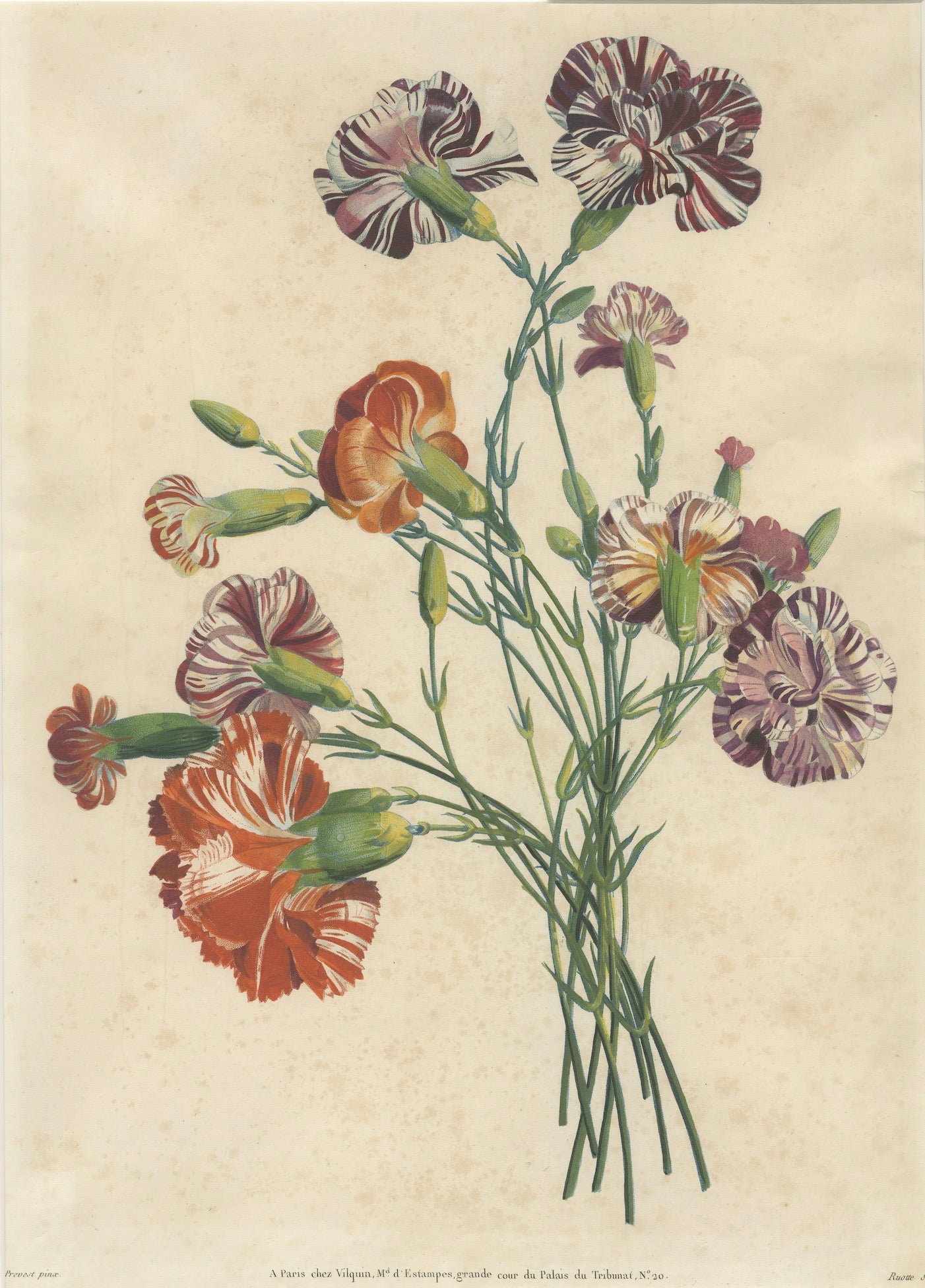 Antique Botanical Print of Carnations by Jean-Louis Prévost, 1805