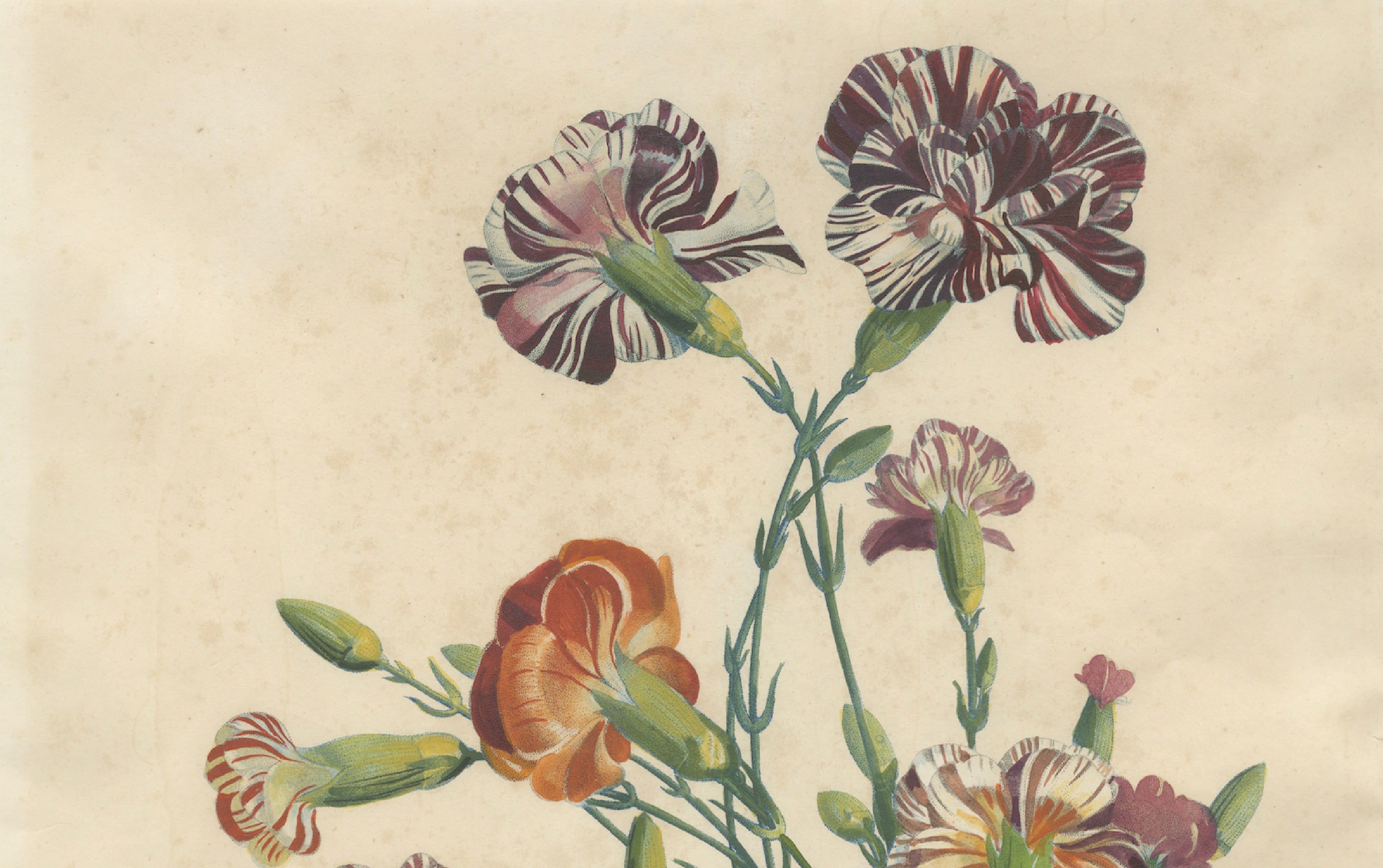 Antique Botanical Print of Carnations by Jean-Louis Prévost, 1805