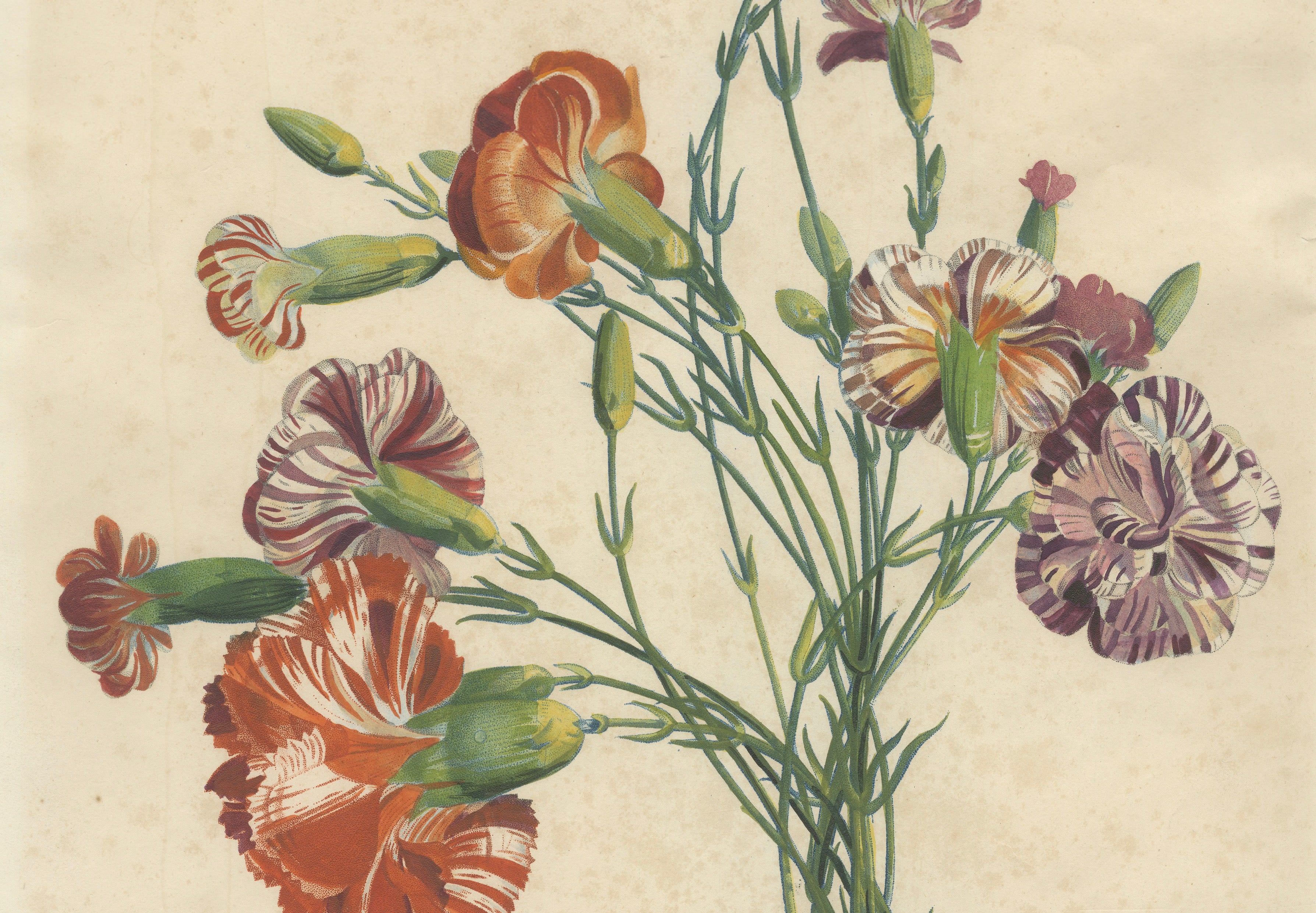 Antique Botanical Print of Carnations by Jean-Louis Prévost, 1805