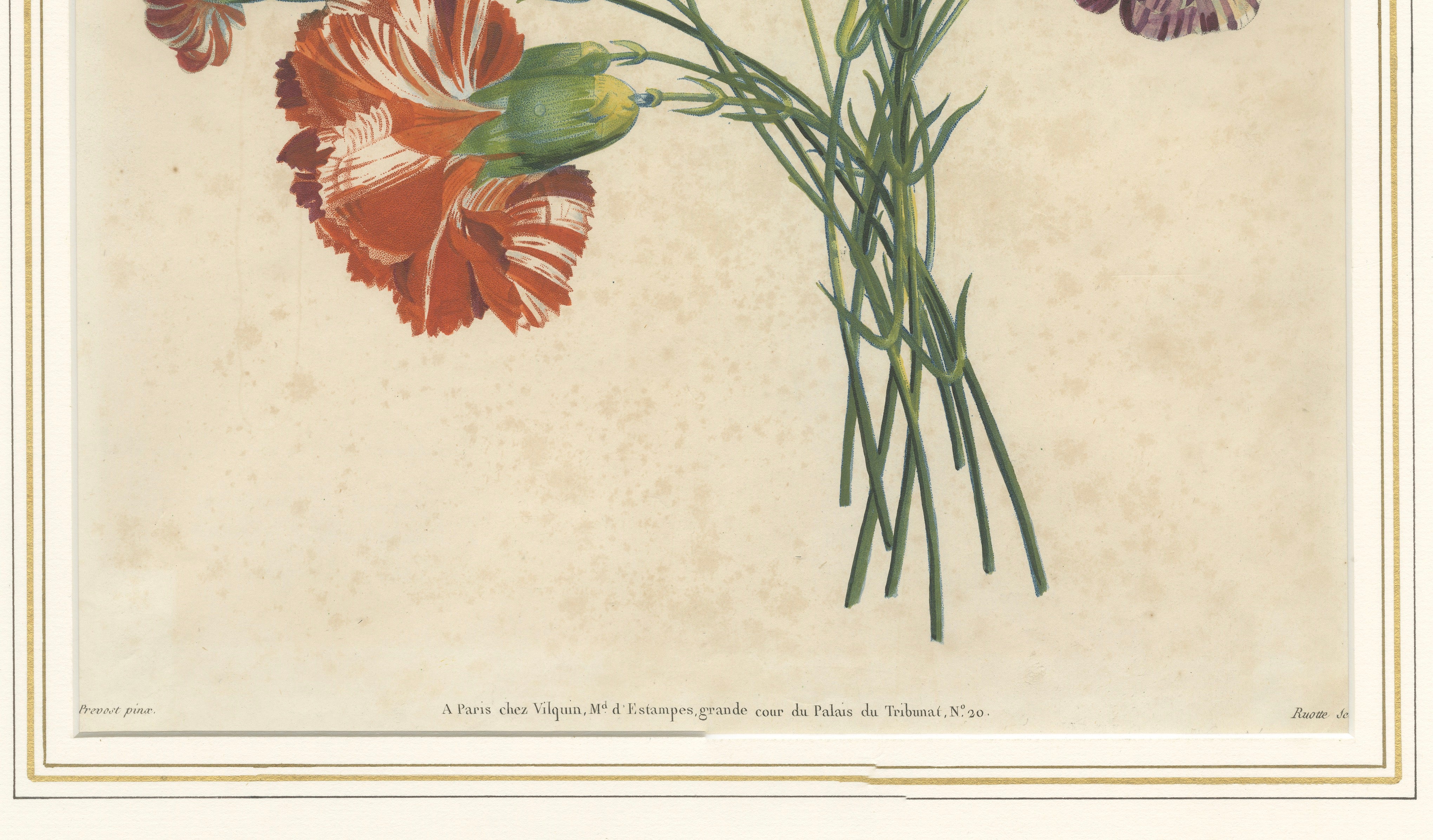 Antique Botanical Print of Carnations by Jean-Louis Prévost, 1805