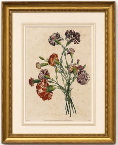 Lámina botánica antigua de claveles, de Jean-Louis Prévost, 1805