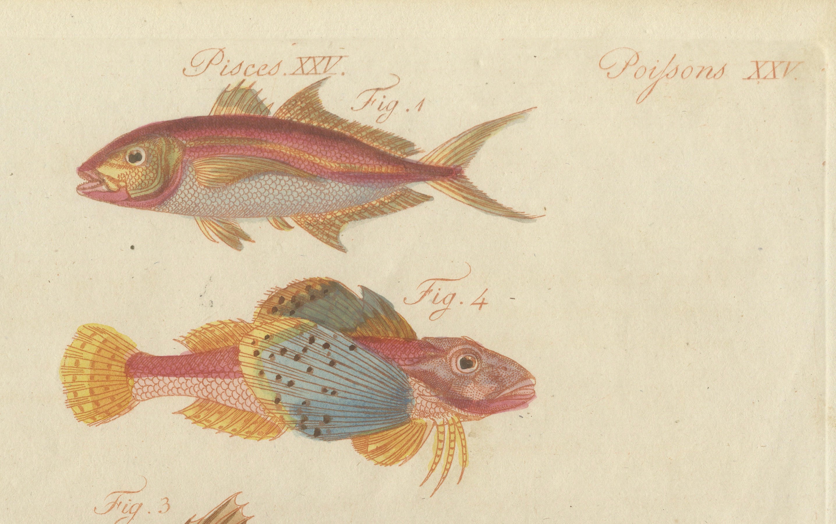 Original Antique Print of Five Exotic Red Fish by Bertuch, c. 1800