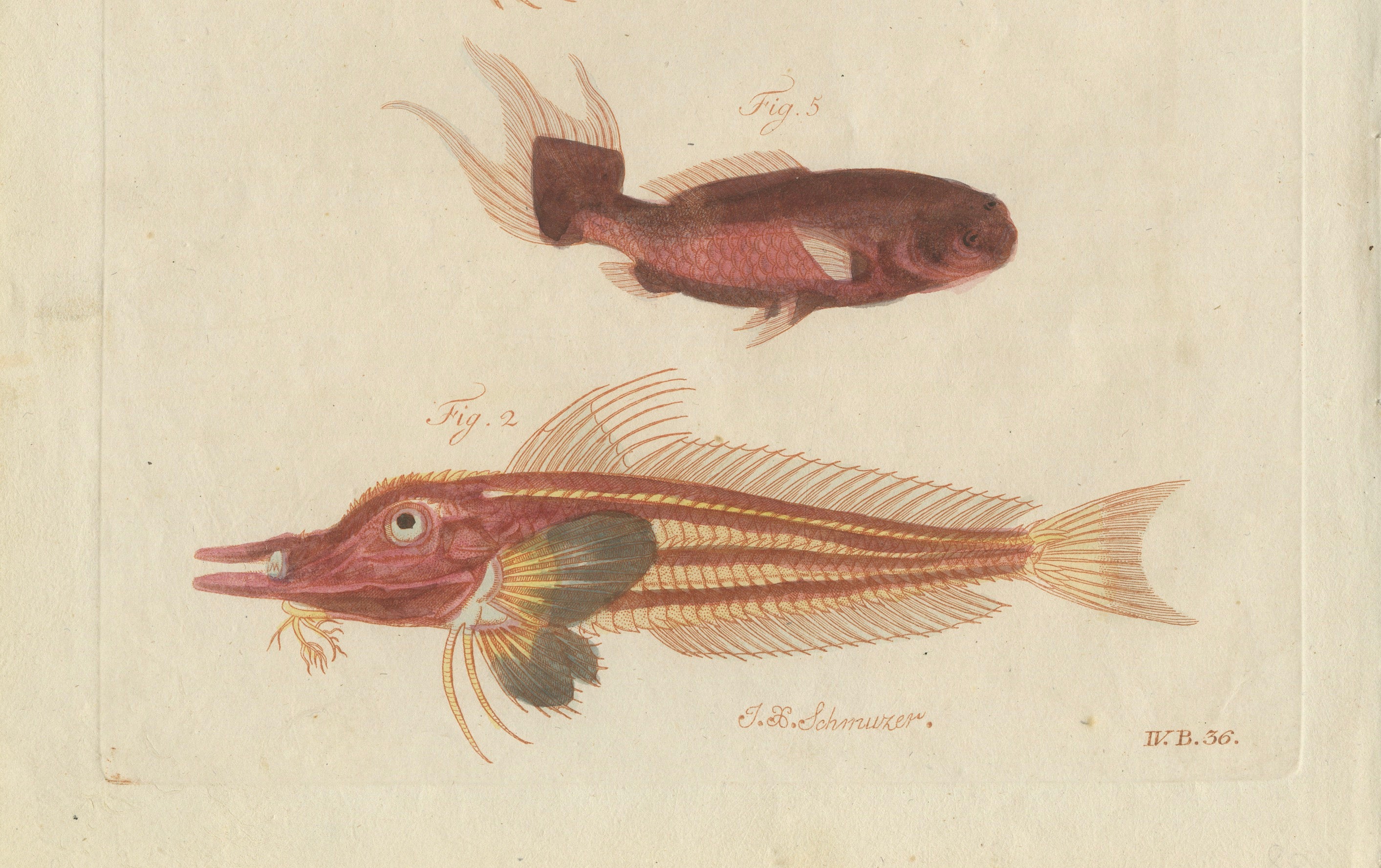 Original Antique Print of Five Exotic Red Fish by Bertuch, c. 1800