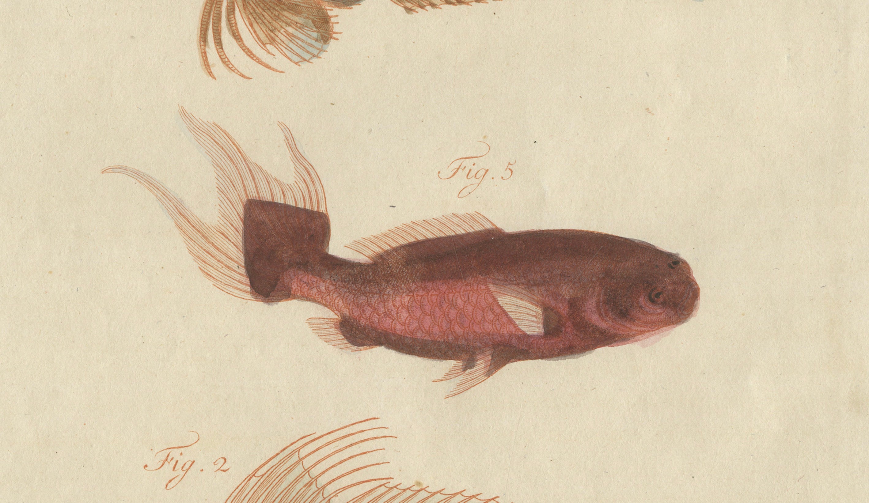 Original Antique Print of Five Exotic Red Fish by Bertuch, c. 1800