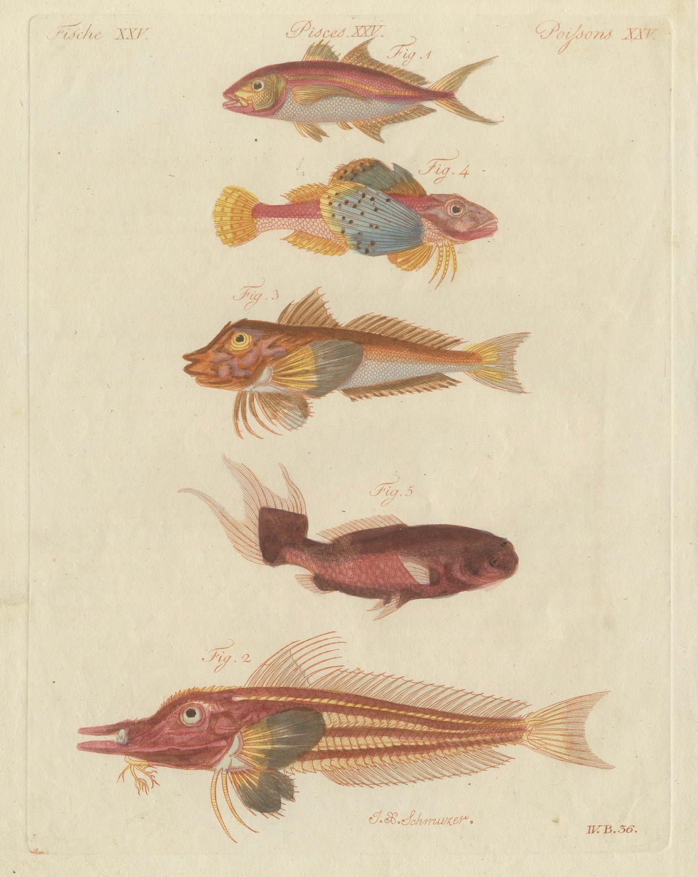 Original Antique Print of Five Exotic Red Fish by Bertuch, c. 1800
