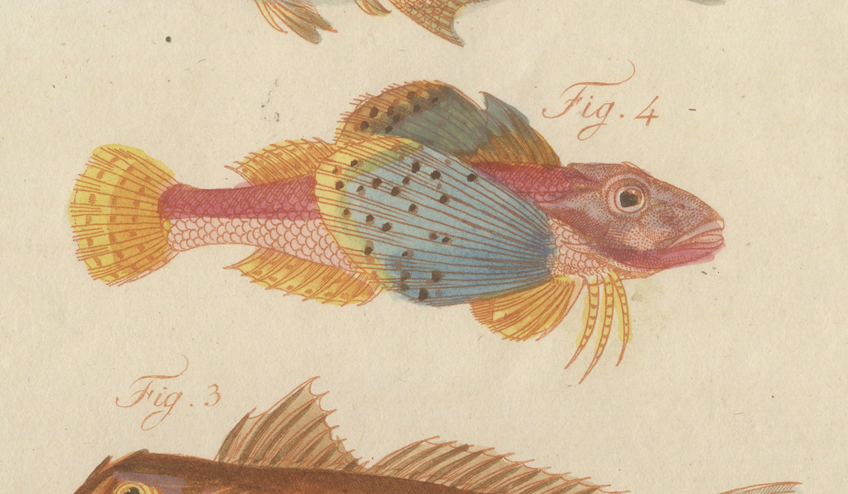Original Antique Print of Five Exotic Red Fish by Bertuch, c. 1800