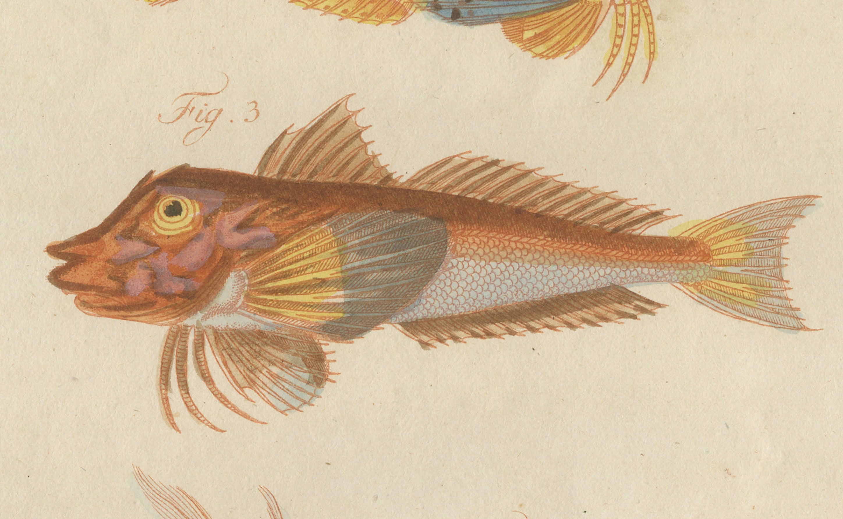 Original Antique Print of Five Exotic Red Fish by Bertuch, c. 1800