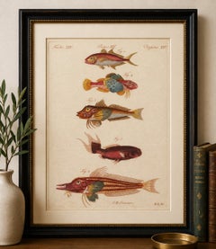 Original Antique Print of Five Exotic Red Fish by Bertuch, c. 1800