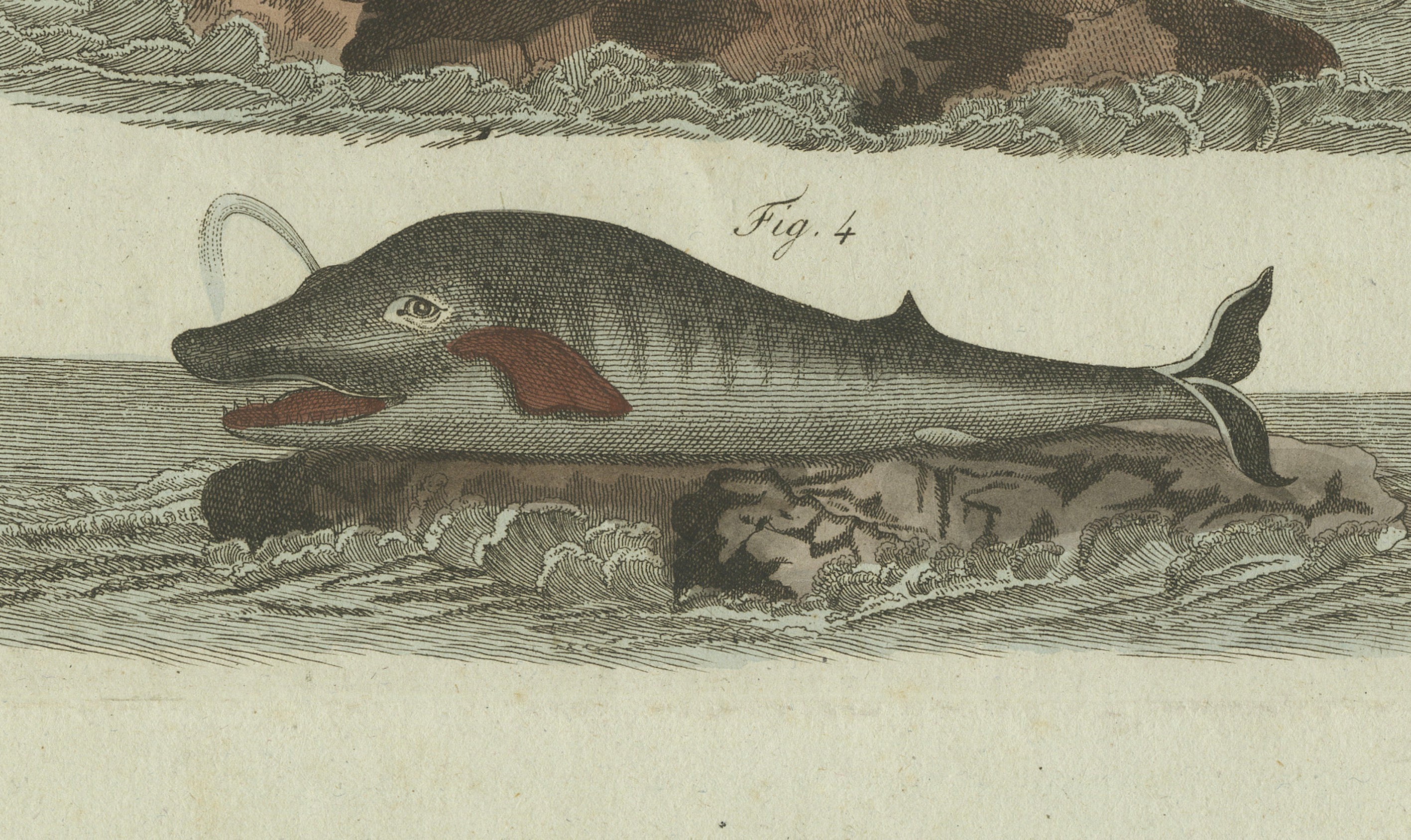 Original Antique Print of Sperm Whale and North Atlantic Whales, ca.1800