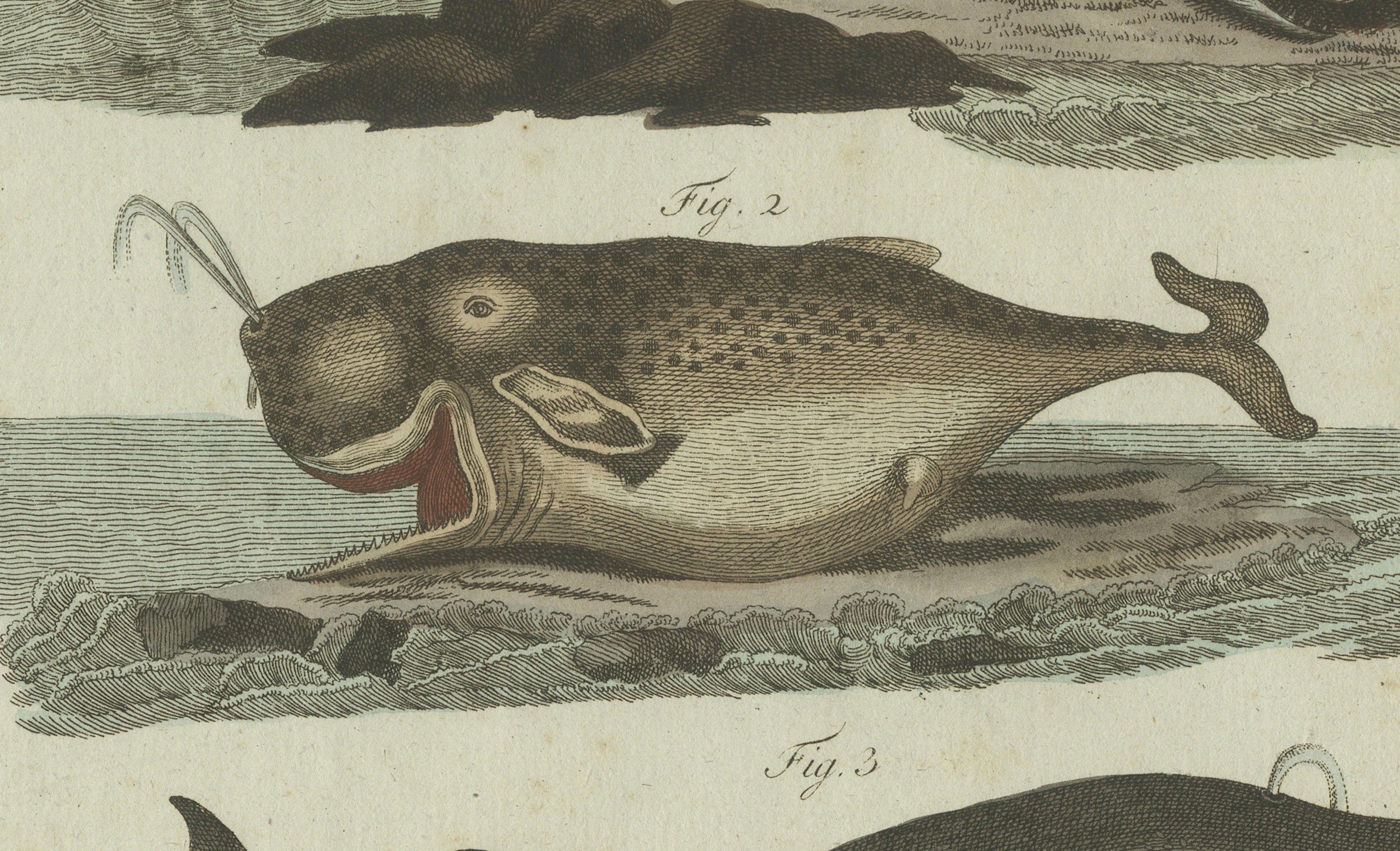 Original Antique Print of Sperm Whale and North Atlantic Whales, ca.1800