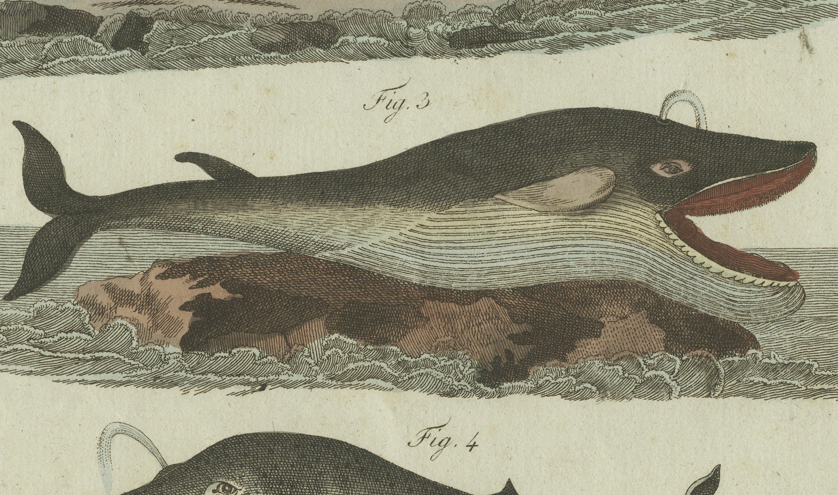 Original Antique Print of Sperm Whale and North Atlantic Whales, ca.1800